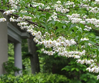 Aadusa Tree Plantation